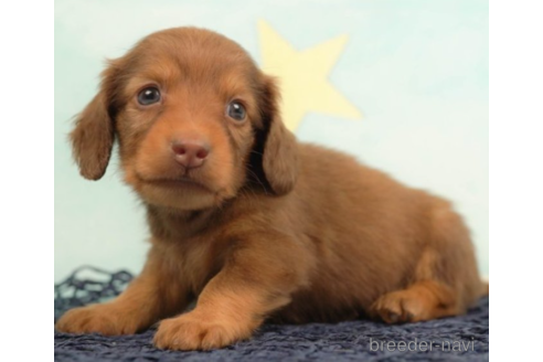 成約済の千葉県のミニチュアダックスフンド(ロングヘアード)-222400の4枚目